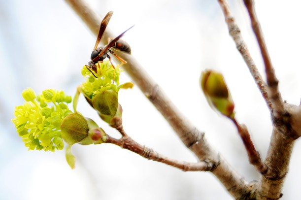 A wasp pollenates a tree blossom in Dexter on Thursday. Melanie Maxwell I AnnArbor.com